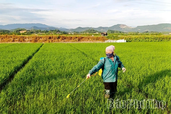 Phòng trừ sâu bệnh hại lúa Xuân