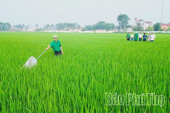 Bám sát đồng ruộng, ngăn sâu bệnh lây lan diện rộng vụ chiêm Xuân