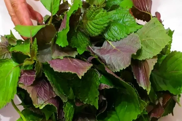 3 nhóm người không nên ăn nhiều lá tía tô