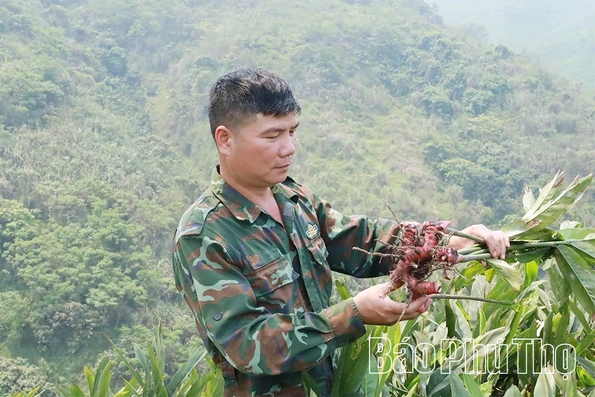 Người tiên phong xây dựng mô hình “Trồng riềng thương phẩm”