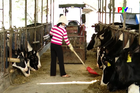 Quy trình chăn nuôi liên hoàn, giải pháp phát triển nông nghiệp bền vững