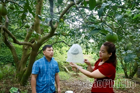 Phú Thọ có trên 4.200 ha cam, bưởi đặc sản có thương hiệu, chỉ dẫn địa lý