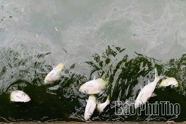 Sau đợt nắng nóng, cá chết rải rác ở hồ Công viên Văn Lang