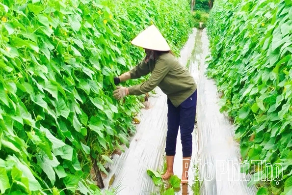 Phát triển mô hình nông nghiệp xanh