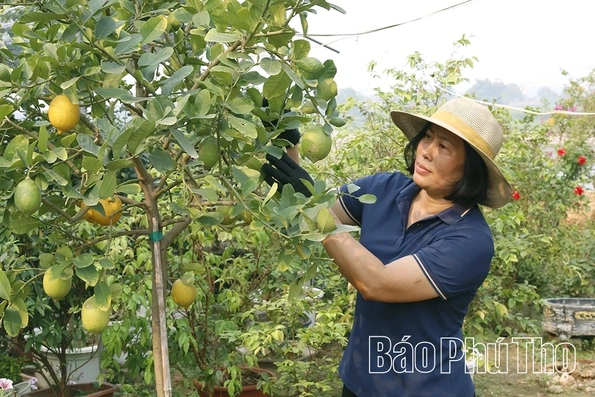 Hoa và cây cảnh Văn Lang – sinh kế từ làng