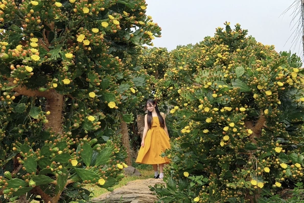 Vườn xương rồng cổ 5.000 m2 nở rộ ở Mộc Châu