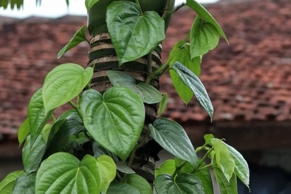 10 loại lá thảo dược hỗ trợ giảm cholesterol máu và bảo vệ động mạch