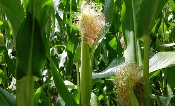 7 bài thuốc từ râu ngô cho người tăng huyết áp