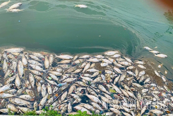 Khẩn trương xử lý hiện tượng cá chết hàng loạt tại hồ Công viên Văn Lang