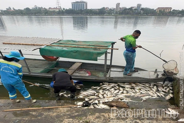Khẩn trương xử lý tình trạng cá chết hàng loạt tại hồ Công viên Văn Lang