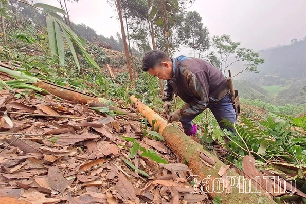 Loại cây được coi là “vàng xanh”, mang lại ấm no cho người dân vùng cao Trung Sơn