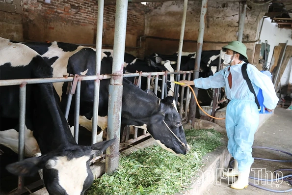 Khẩn trương triển khai biện pháp ngăn chặn chủng vi rút Lở mồm long móng mới (SAT1) xâm nhập