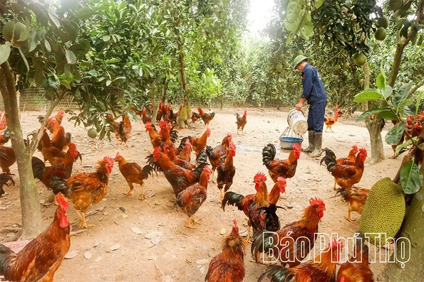 Vạn Xuân phát triển các mô hình liên kết sản xuất và tiêu thụ nông sản