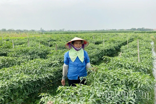 Vĩnh An tập trung nguồn lực xây dựng nông thôn mới nâng cao