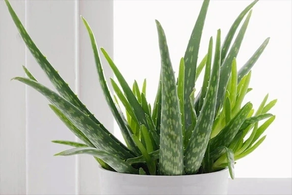 Cây thuốc quý mọng nước, mềm như thạch, bổ gan dưỡng thận