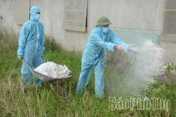 Đề phòng bệnh Dịch tả lợn Châu Phi tái phát và lây lan rộng