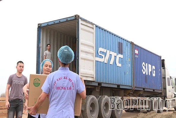 Liên kết sản xuất và tiêu thụ - Hướng đi cho các hợp tác xã nông nghiệp