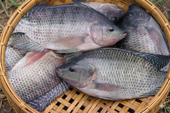 6 lợi ích sức khỏe hàng đầu của cá rô phi