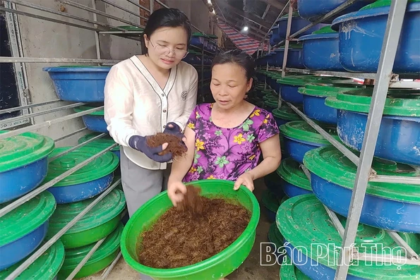 Nuôi đuông dừa - hướng làm giàu mới ở Văn Lang