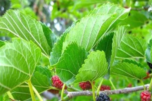 Cách dùng lá dâu tằm cải thiện giấc ngủ