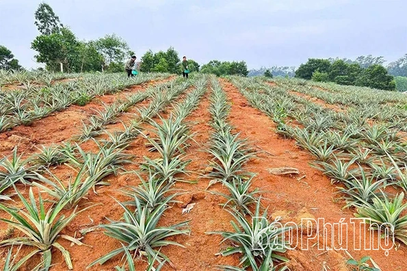 Trạm Thản phát triển mô hình trồng dứa mật trên đất đồi