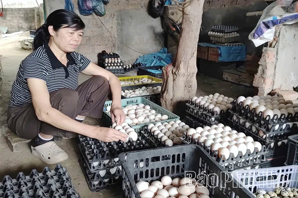 Mô hình chăn nuôi tổng hợp mang lại hiệu quả kinh tế cao