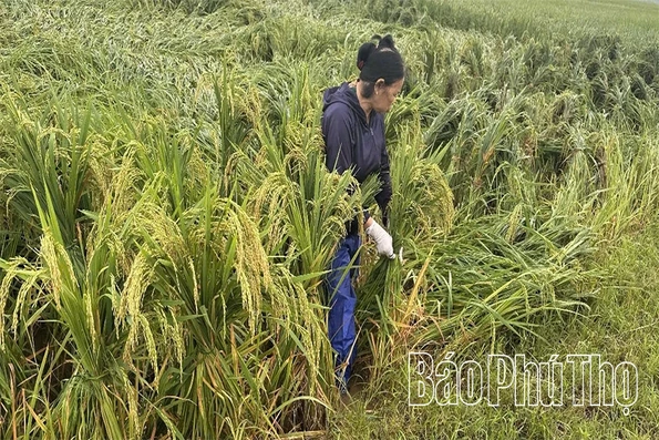 Nhiều địa phương bị thiệt hại do mưa, gió mạnh