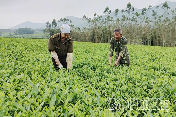 Tăng kết nối, phát triển hợp tác xã bền vững