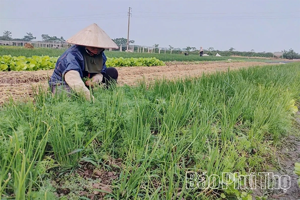 Sử dụng phân bón hữu cơ cho cây trồng - Hướng đi xanh trong sản xuất nông nghiệp