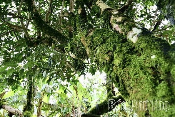 Exploring the Ancient Shan Tuyet Tea Tree Population in Pa Co