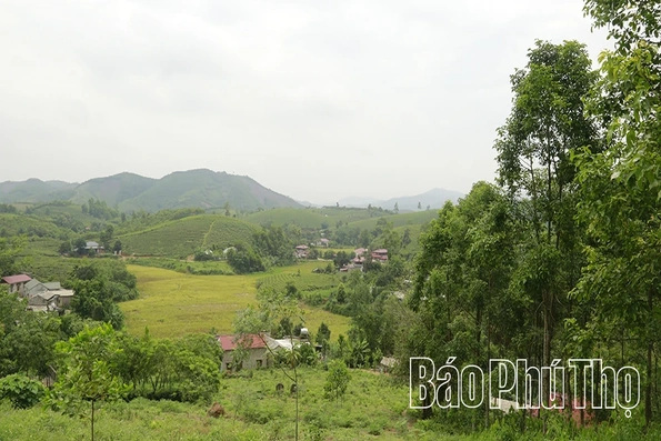 “Mỏ vàng” trên đất rừng xóm Lối