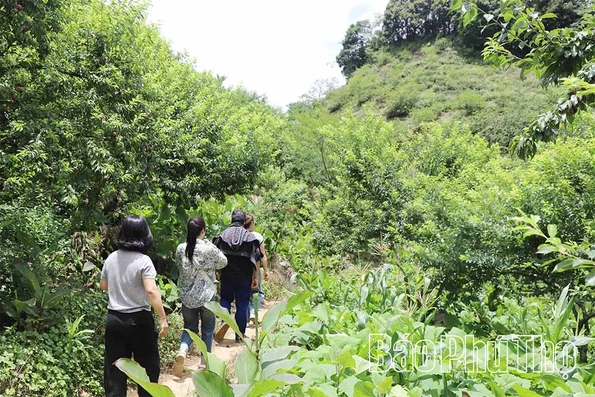 Cần “đánh thức” mùa mận Pà Cò