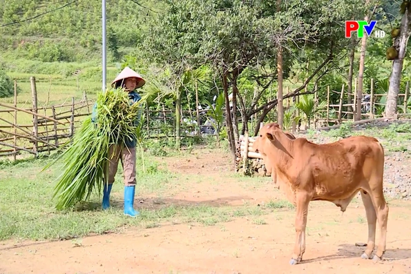 Ngành nông nghiệp ứng phó với nắng nóng