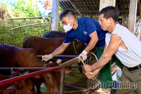 Xã Bình Phú triển khai tiêm phòng vắc xin và khử trùng tiêu độc môi trường chăn nuôi đợt 1, năm 2026