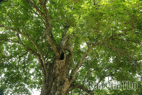 Cụ thị “ba dòng” - Báu vật của bản Mường