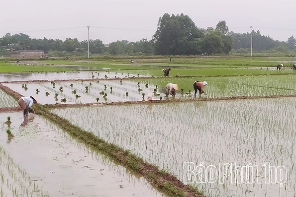 Tập trung sản xuất vụ Mùa đúng khung thời vụ