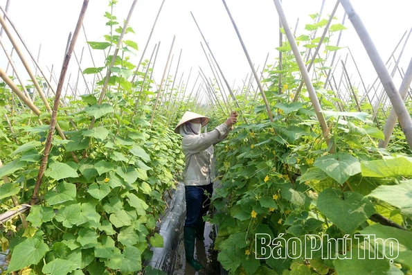 Dưa chuột An Hòa vững bước vươn xa