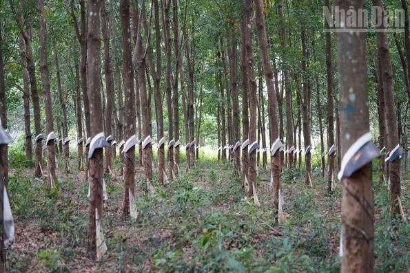 Chủ tịch Thượng viện Campuchia kêu gọi thúc đẩy thương mại biên giới với Việt Nam