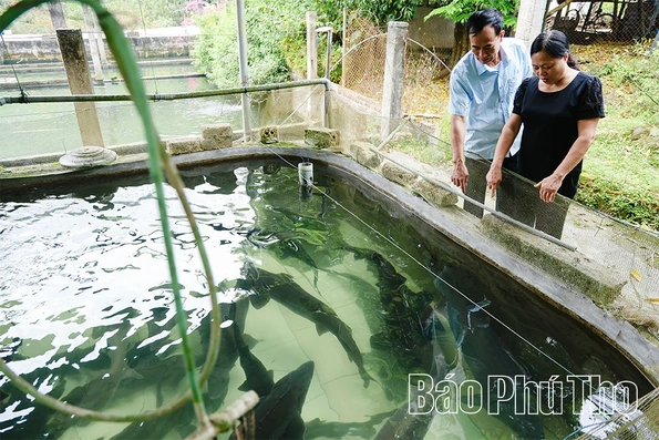 Khởi sắc kinh tế từ mô hình nuôi cá tầm
