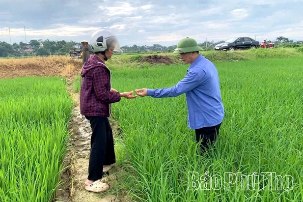 Cao điểm phòng trừ sinh vật gây hại lúa vụ Mùa