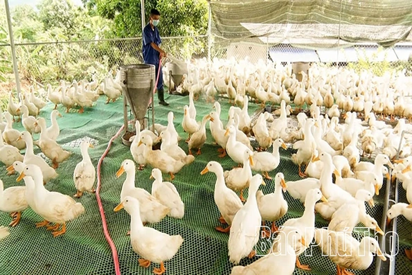 Nhân rộng mô hình kinh tế hiệu quả để xây dựng nông thôn mới