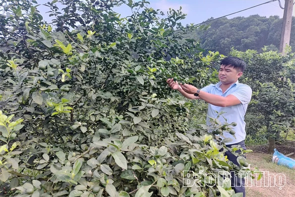 Phát huy lợi thế, nâng cao thu nhập