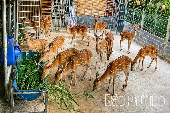 Hương Cần phát triển mô hình nuôi hươu sao lấy nhung