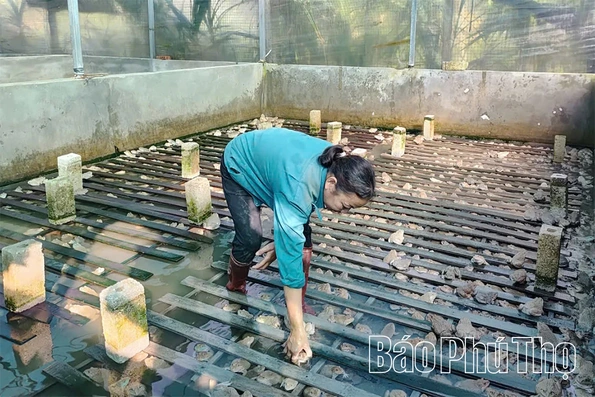 Triển vọng từ nuôi ếch thương phẩm