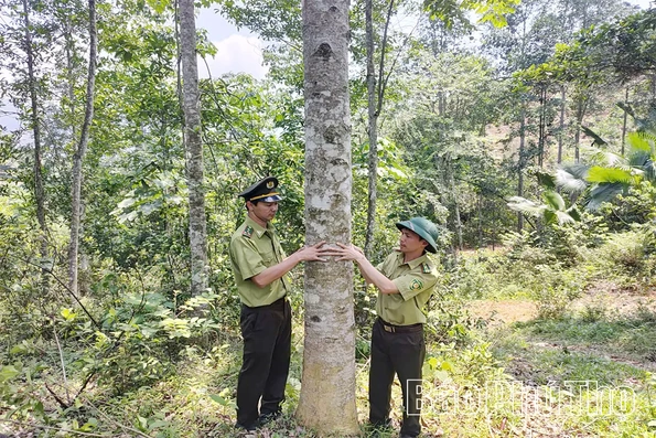 Khi rừng được “nuôi lớn”