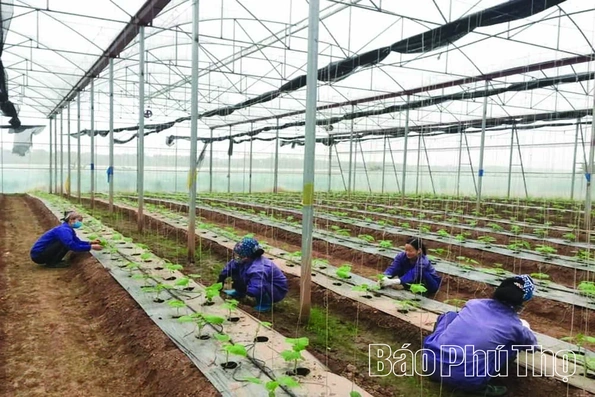 Sản xuất nông nghiệp hiện đại ở Tam Nông