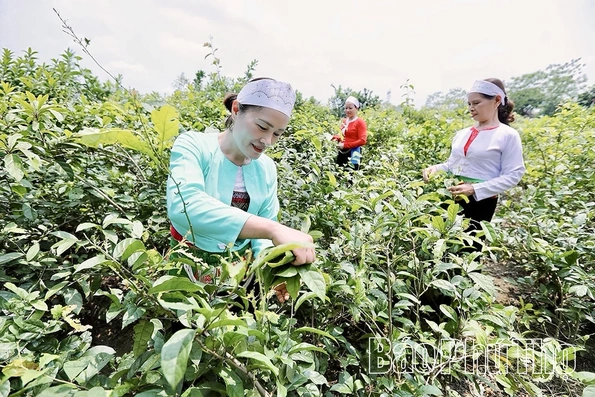 Sức bật từ kinh tế hộ ở Yên Trị