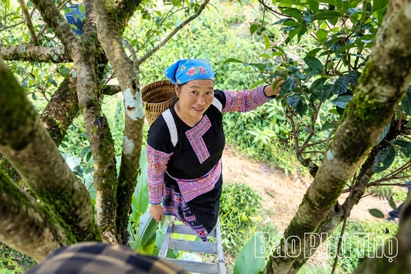 Giữ vùng chè cổ, mở sinh kế mới