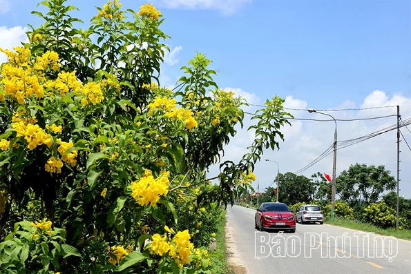 Rực rỡ sắc hoa Thu