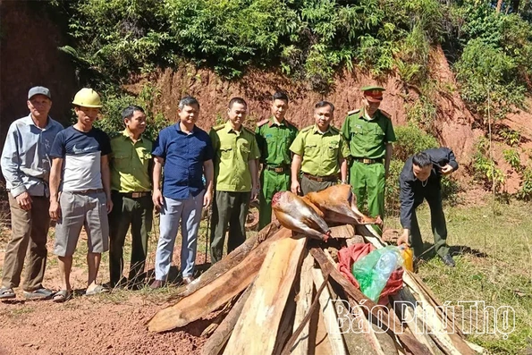 Tiêu hủy cá thể hoẵng là tang vật vi phạm quy định về quản lý động vật rừng